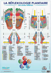 MEUNIER Mireille Poster R flexologie Plantaire Les Zones R flexes 