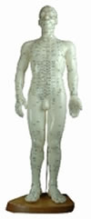 - Mannequin dÂ´acupuncture homme, 48 cm en plastique souple Librairie Eklectic
