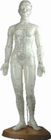 - Mannequin d´acupuncture femme, 45 cm, en plastique mou Librairie Eklectic