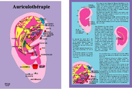 - PLANCHE - Auriculothérapie (17x24 cm) Librairie Eklectic