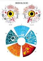 - PLANCHE - Iridologie (A4) Librairie Eklectic