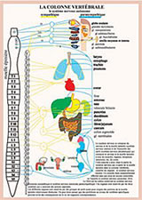 - Planche La colonne vertébrale (A4) Librairie Eklectic