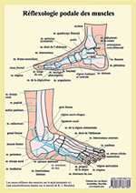 - Planche : Réflexologie podale des muscles, des os et des glandes (A4 plastifié) Librairie Eklectic
